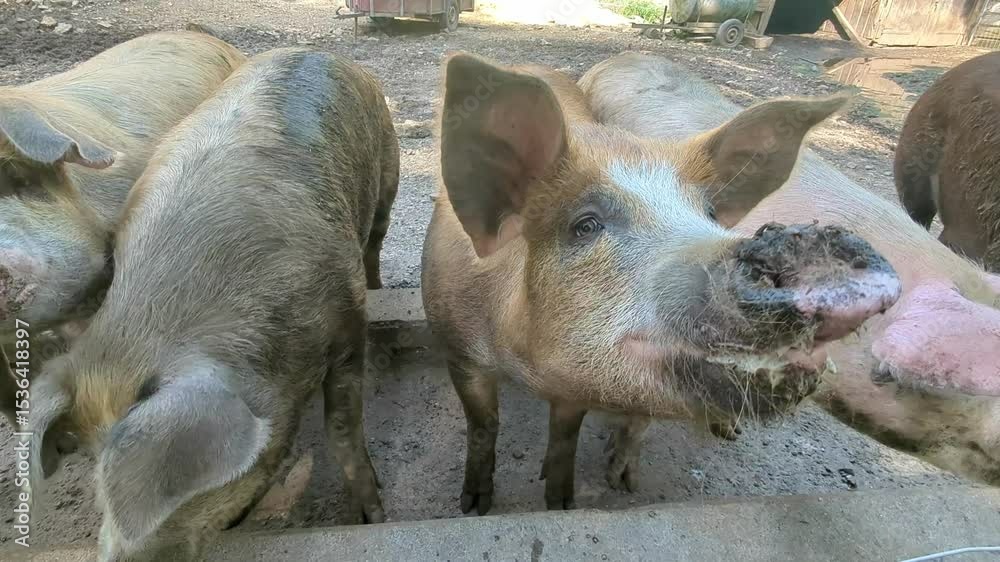 Manada de porcos a usufruir do ar livre em meio a muita lama numa fazenda rural