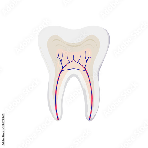 Illustration of a tooth cross-section showing enamel, dentin, pulp, and root canals on a white background.