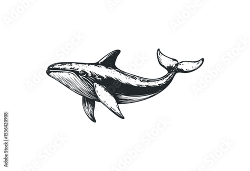 Detailed black and white drawing of a humpback whale in motion. Vector retro hand drawn illustration