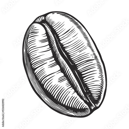 Vintage Engraving of a Coffee Bean for Coffee Culture Blogs, Beverage Menus, Culinary Websites, and Organic Food Content  