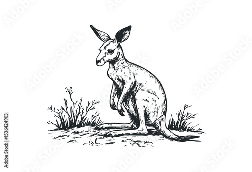 Detailed illustration of a kangaroo in natural habitat. Vector retro hand drawn illustration
