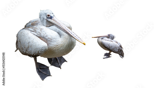 Pelican isolated on white background , Pelican is a member of the pelican family.