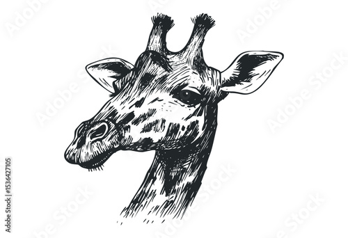 Intricate giraffe sketch with detailed patterns in black and white art. Vector retro hand drawn illustration