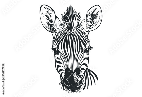 Detailed black and white zebra head illustration with unique stripes. Vector retro hand drawn illustration