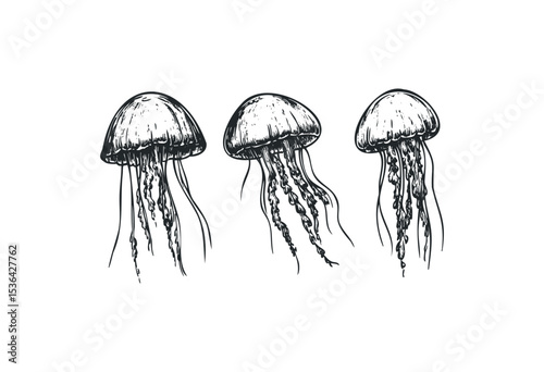Three hand-drawn jellyfish with tentacles in detailed artistic sketch. Vector retro hand drawn illustration
