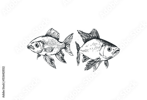 Detailed sketch of two fish with elaborate fins. Vector retro hand drawn illustration