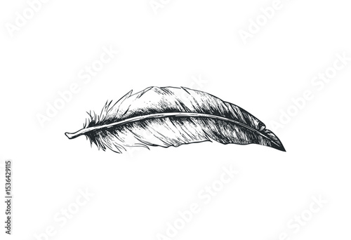 Intricate feather sketch with detailed linework. Vector retro hand drawn illustration