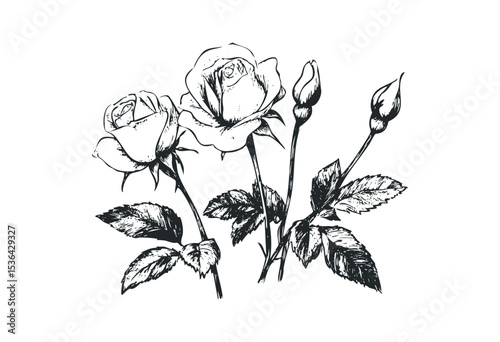 Detailed black and white rose drawing with buds and leaves. Vector retro hand drawn illustration