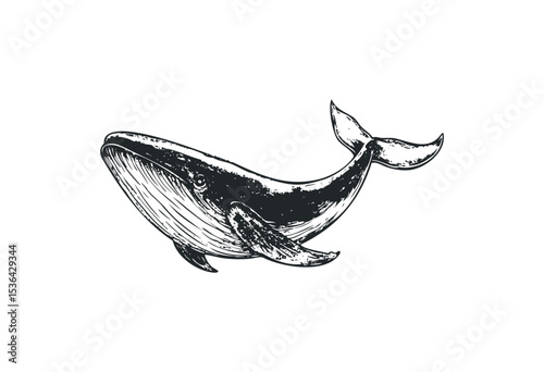 Detailed sketch of a humpback whale swimming. Vector retro hand drawn illustration