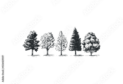 Detailed sketches of five unique tree varieties in monochrome. Vector retro hand drawn illustration