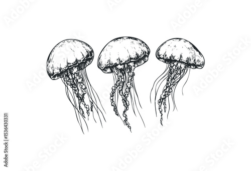 Detailed sketch of three floating jellyfish with long tentacles. Vector retro hand drawn illustration