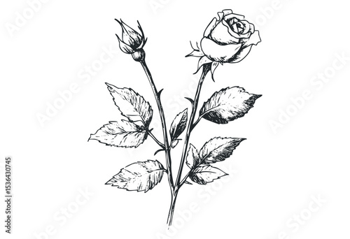 Detailed black ink drawing of rose with bloom and bud. Vector retro hand drawn illustration