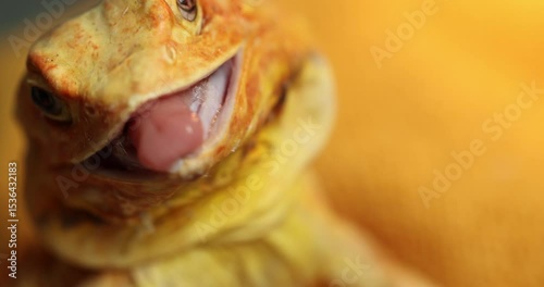 Slow Motion Attack: Naked Agama Opens Jaws Before Strike - Close-Up