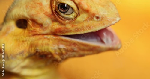 Slow Motion Satisfaction: Naked Agama Licks Its Lips After Feeding – Close-Up