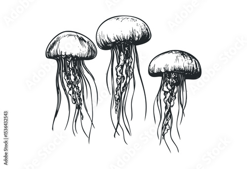 Detailed sketch of three jellyfish with flowing tentacles. Vector retro hand drawn illustration