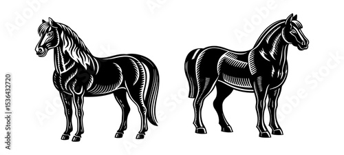 Vintage Horse Engraving Illustration – Black and White Stallion Drawing.