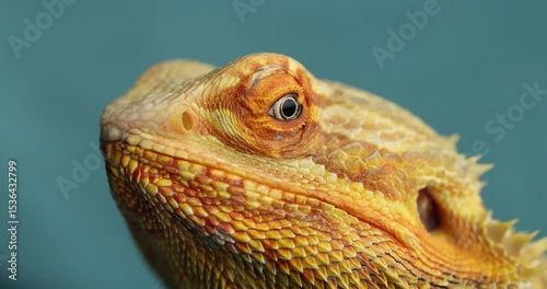 Slow-Motion Close-Up: The Piercing Eyes of an Agama Lizard on the blue background