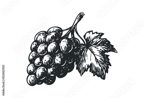 Detailed vintage illustration of a grape cluster with leaves. Vector retro hand drawn illustration