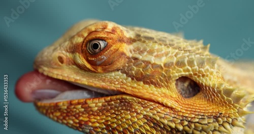 Slow-Motion Trust: Agama Takes Banana From a Human Hand – Close-Up
