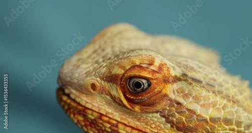 Agama Takes Banana From a Human Hand – Close-Up