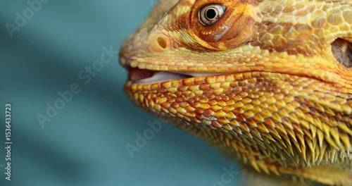Slow-Motion Trust: Agama Takes Banana From a Human Hand – Close-Up