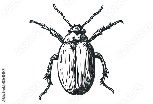 Detailed monochrome illustration of a beetle with antennae and legs. Vector retro hand drawn illustration