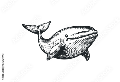 Vintage whale illustration with detailed engraved design. Vector retro hand drawn illustration