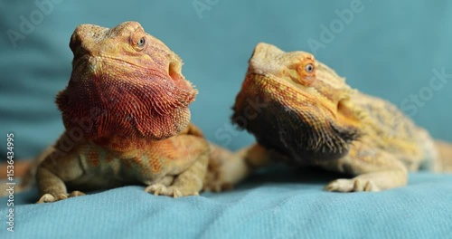 Family pair of agamas close-up, slow motion