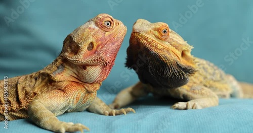 Family pair of agamas close-up, slow motion