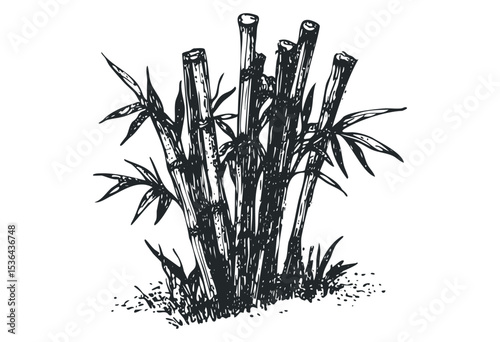 Detailed sketch of bamboo plant with leaves and stems. Vector retro hand drawn illustration