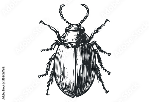 Detailed hand-drawn illustration of a beetle with intricate patterns. Vector retro hand drawn illustration
