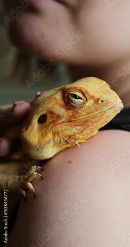 Slow-Motion Trust: Woman Gently Strokes Her Pet Naked Agama Resting on Her Shoulder