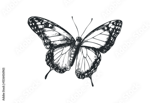 Detailed black and white butterfly sketch with intricate wings. Vector retro hand drawn illustration