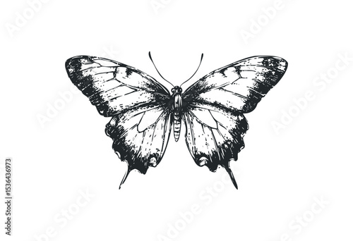 Detailed monochrome butterfly illustration with spread wings. Vector retro hand drawn illustration