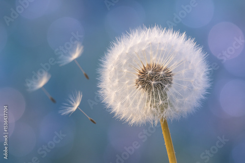 Top-down view of a dandelion puff against a blurred rainbow bokeh background, feathers rising in slow motion