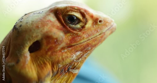 Zen Moment: A Naked Agama Meditates by the Window – Slow Motion Macro Poetry
