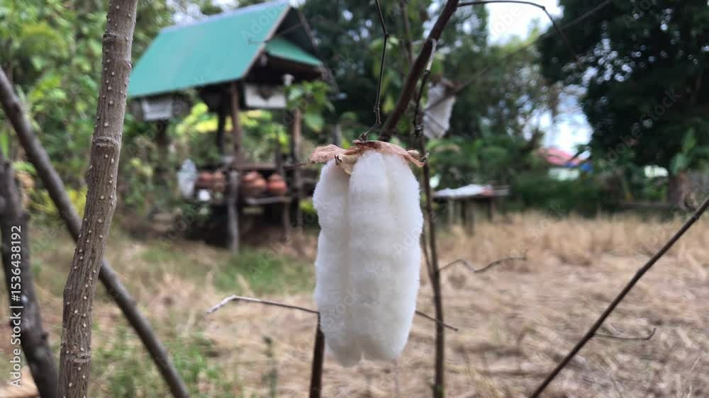 Cotton Boll's Embrace: A close-up view showcases the soft, fluffy cotton boll in all its delicate glory, while the background gently blurs with natural elements.