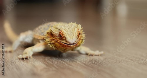 Agama Devours an Argentine Cockroach – Slow Motion Macro