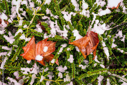 Dry maple leaves resting on evergreen shrub are dusted with fresh snow in early frost. Concept of seasonal contrast, seasonal transition, fading autumn and winter arrival. Climate impact, winter onset