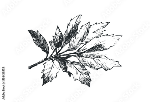 Detailed hand-drawn sketch of a tree branch with leaves. Vector retro hand drawn illustration