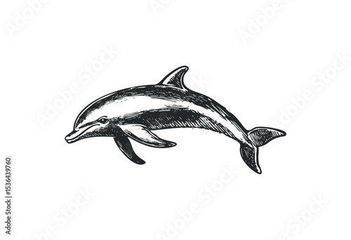 Hand-drawn sketch of a dolphin in black and white ink style. Vector retro hand drawn illustration