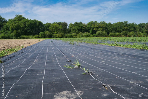 Field of crops is covered with plastic. There are some weeds growing in the middle of the field