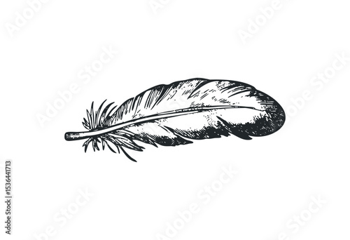 Detailed black and white feather drawing with intricate lines and texture. Vector retro hand drawn illustration