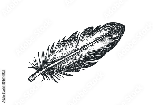 Detailed sketch of black and white feather with intricate texture. Vector retro hand drawn illustration