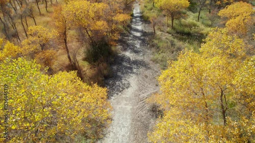 4k drone view of dirt road passing through populus euphratica forest in Gobi desert with yellow foliage in Zepu Populus euphratica Forest Park, Kashgar, Southern Xinjiang, China, 4k real time footage.