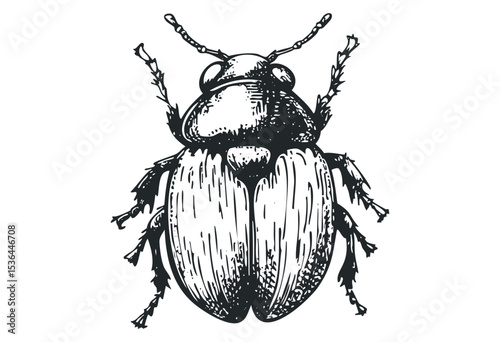 Detailed illustration of a beetle with textured wings and antennae. Vector retro hand drawn illustration
