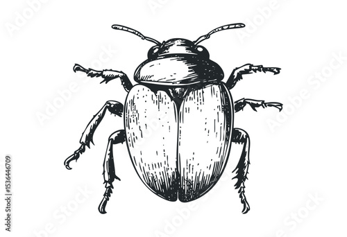Detailed monochrome illustration of beetle with textured wings. Vector retro hand drawn illustration