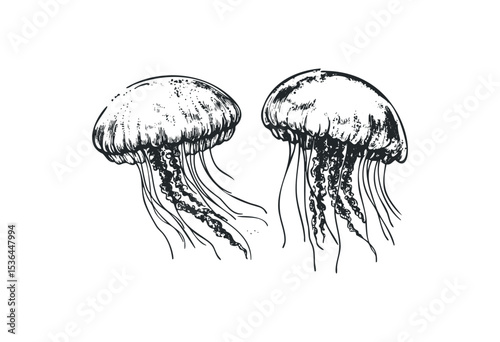 Detailed black and white sketch of two jellyfish with flowing tentacles. Vector retro hand drawn illustration