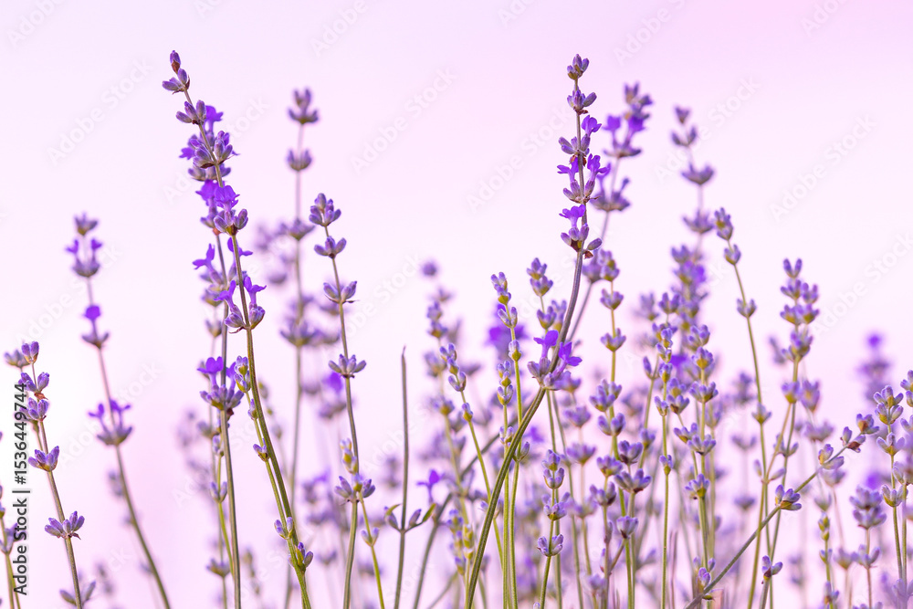 Naklejka premium Lavender flowers close-up on white background