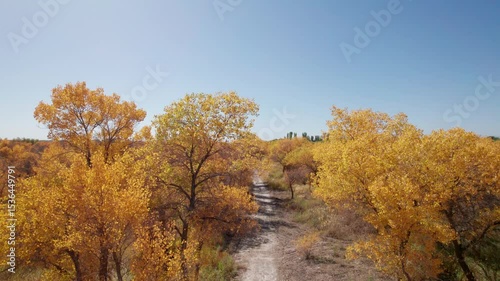 4k drone view of dirt road passing through populus euphratica forest in Gobi desert with yellow foliage in Zepu Populus euphratica Forest Park, Kashgar, Southern Xinjiang, China, 4k real time footage.